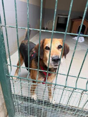 VENDO Cani a Genova &ndash; foto 1