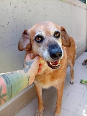 VENDO Cani a Corte Franca &ndash; foto 1