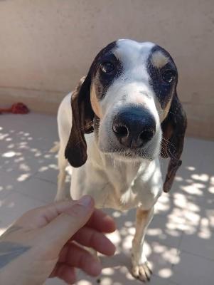 VENDO Cani a Corte Franca &ndash; foto 1