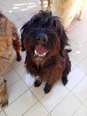 VENDO Cani a Corte Franca &ndash; foto 1
