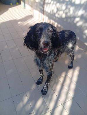 VENDO Cani a Corte Franca &ndash; foto 1