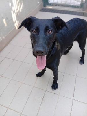VENDO Cani a Corte Franca &ndash; foto 1
