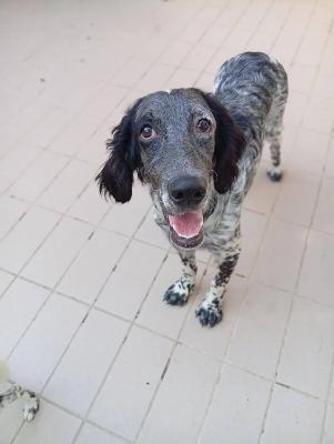 VENDO Cani a Corte Franca &ndash; foto 1
