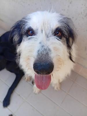 VENDO Cani a Corte Franca &ndash; foto 1