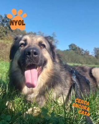 VENDO Cani a Olgiate Comasco &ndash; foto 1