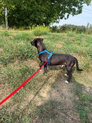 VENDO Cani a Tortona &ndash; foto 1