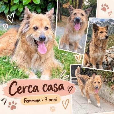 VENDO Cani a Trezzano sul Naviglio &ndash; foto 1