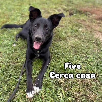 VENDO Cani a Trezzano sul Naviglio &ndash; foto 1