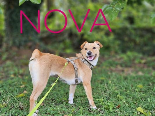 VENDO Cani a Brescia &ndash; foto 1