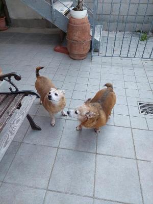 VENDO Cani a Campi Bisenzio &ndash; foto 1