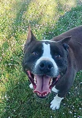 VENDO Cani a Campi Bisenzio &ndash; foto 1