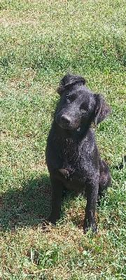 VENDO Cani a Campi Bisenzio &ndash; foto 1