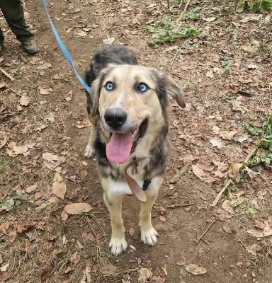 VENDO Cani a Somma Lombardo &ndash; foto 1