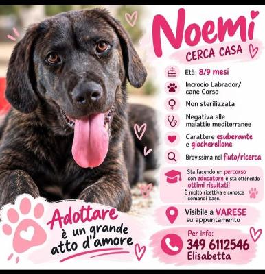 VENDO Cani a Somma Lombardo &ndash; foto 1
