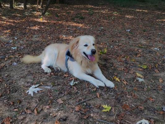 VENDO Cani a Novi Ligure &ndash; foto 1
