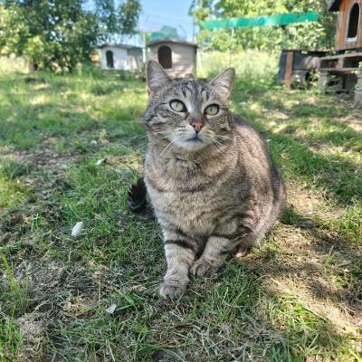 VENDO Gatti a Formigine &ndash; foto 1