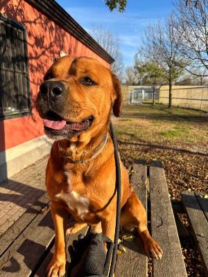 VENDO Cani a Formigine &ndash; foto 1