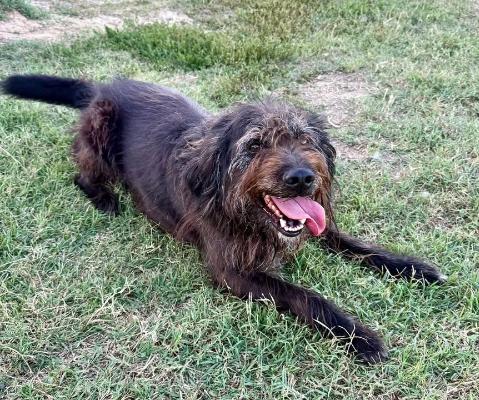 VENDO Cani a Formigine &ndash; foto 1