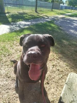 VENDO Cani a Formigine &ndash; foto 1