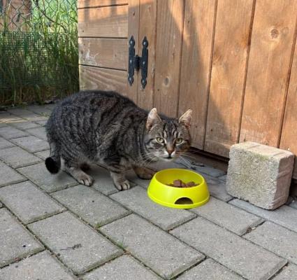 VENDO Gatti a Formigine &ndash; foto 1