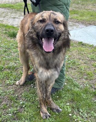 VENDO Cani a Formigine &ndash; foto 1