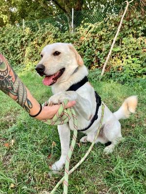 VENDO Cani a Formigine &ndash; foto 1