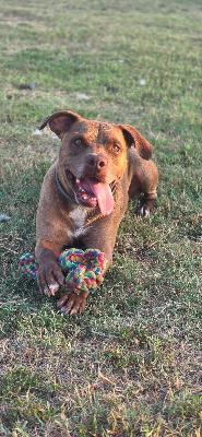 VENDO Cani a Formigine &ndash; foto 1