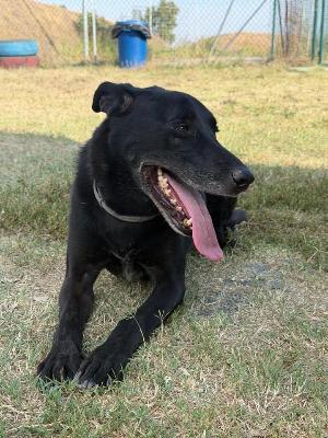 VENDO Cani a Formigine &ndash; foto 1