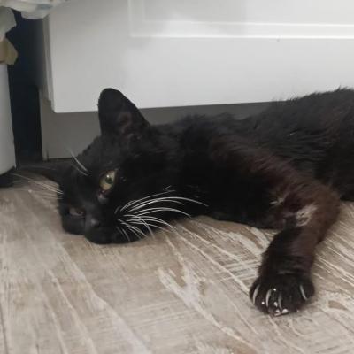 VENDO Gatti a Formigine &ndash; foto 1