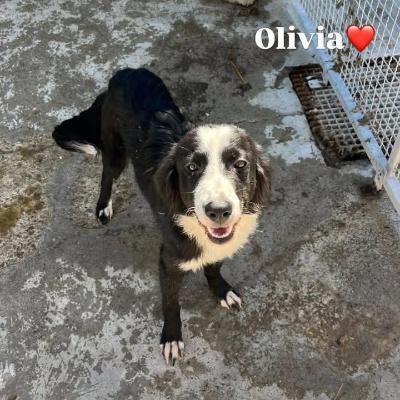 VENDO Cani a Pavullo nel Frignano &ndash; foto 1