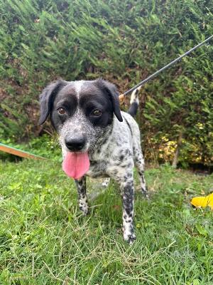 VENDO Cani a Pavullo nel Frignano &ndash; foto 1