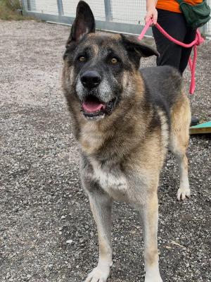 VENDO Cani a Pavullo nel Frignano &ndash; foto 1