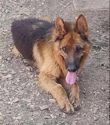 VENDO Cani a Calvatone &ndash; foto 1