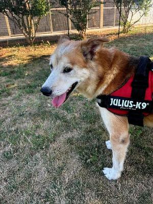 VENDO Cani a Calvatone &ndash; foto 1