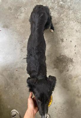 VENDO Cani a Calvatone &ndash; foto 1