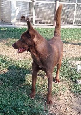 VENDO Cani a Calvatone &ndash; foto 1