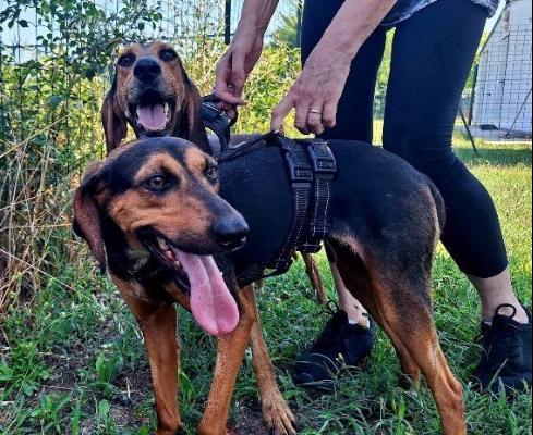VENDO Cani a Calvatone &ndash; foto 1
