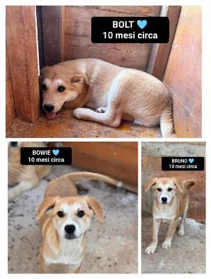 VENDO Cani a Bergamo &ndash; foto 1