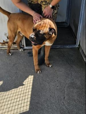 VENDO Cani a Bergamo &ndash; foto 1