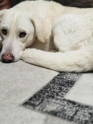 VENDO Cani a Bergamo &ndash; foto 1