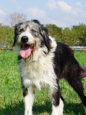 VENDO Cani a Bergamo &ndash; foto 1