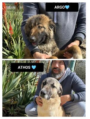 VENDO Cani a Bergamo &ndash; foto 1