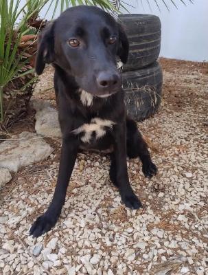 VENDO Cani a Bergamo &ndash; foto 1