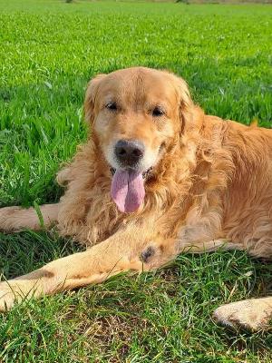 VENDO Cani a Bergamo &ndash; foto 1