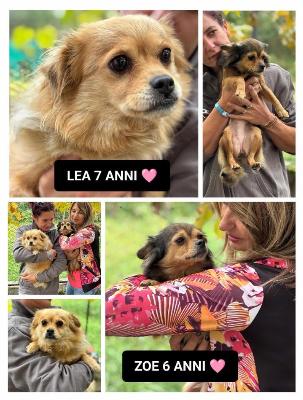VENDO Cani a Bergamo &ndash; foto 1