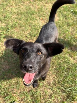 VENDO Cani a Genova &ndash; foto 1