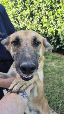 VENDO Cani a Bergamo &ndash; foto 1