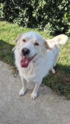 VENDO Cani a Bergamo &ndash; foto 1