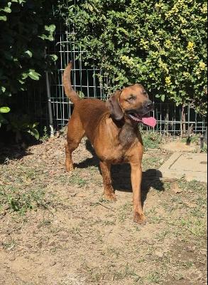 VENDO Cani a Bergamo &ndash; foto 1