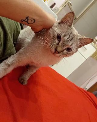 VENDO Cani a Torino &ndash; foto 1